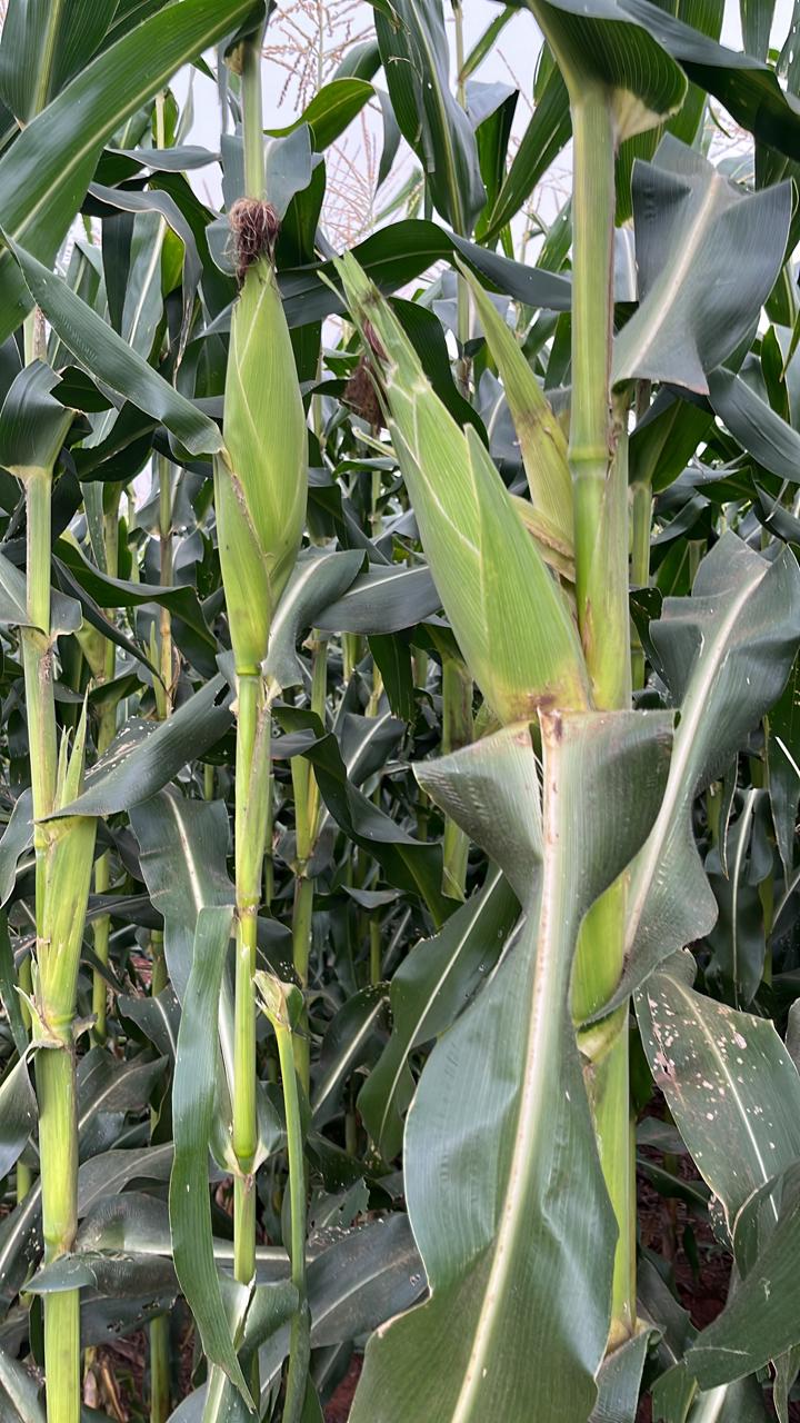 Imagem da galeria distribuidora