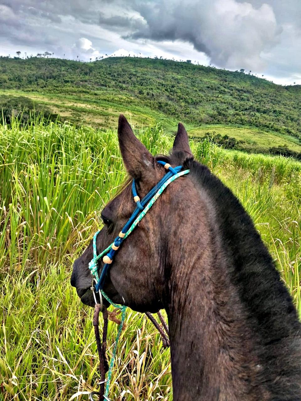 Imagem da galeria distribuidora