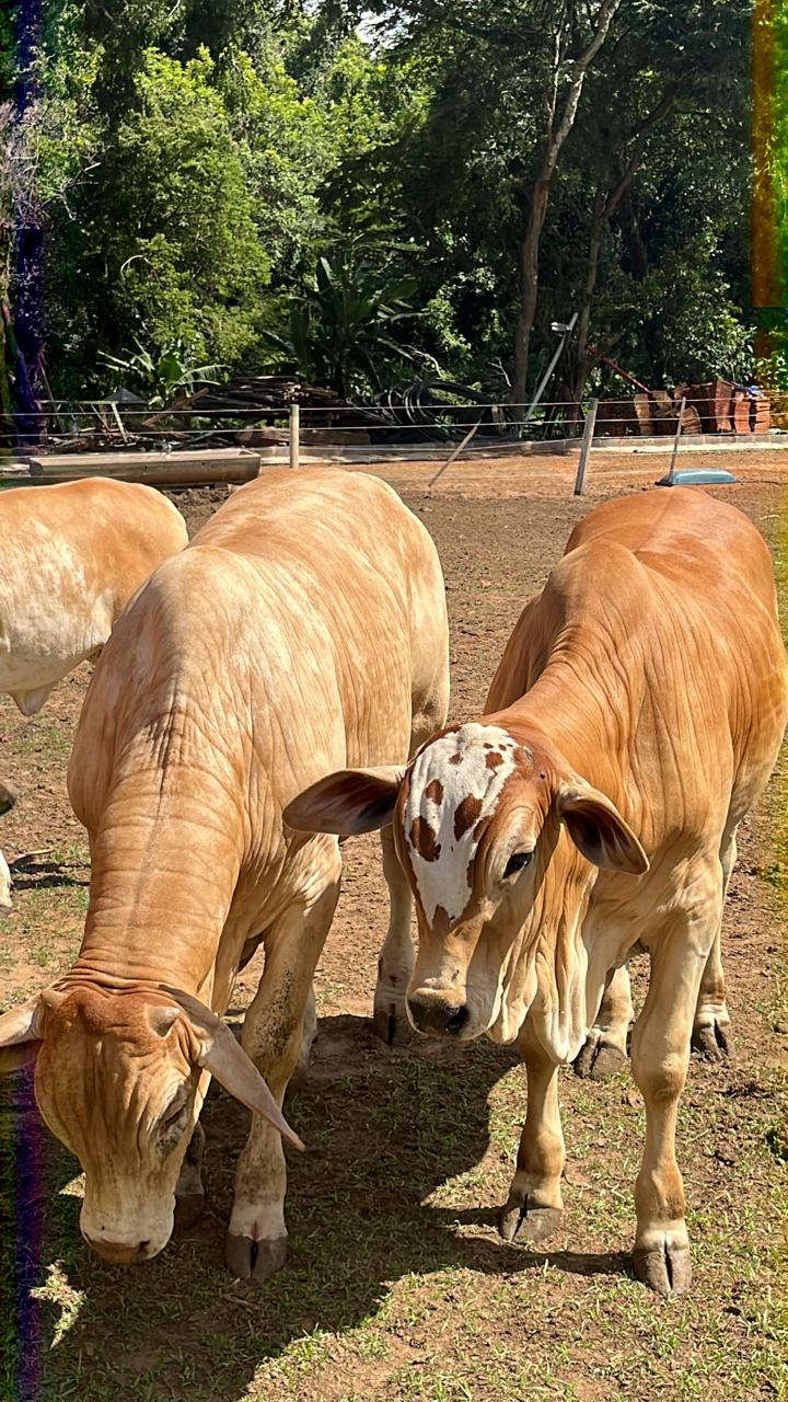 Imagem da galeria distribuidora