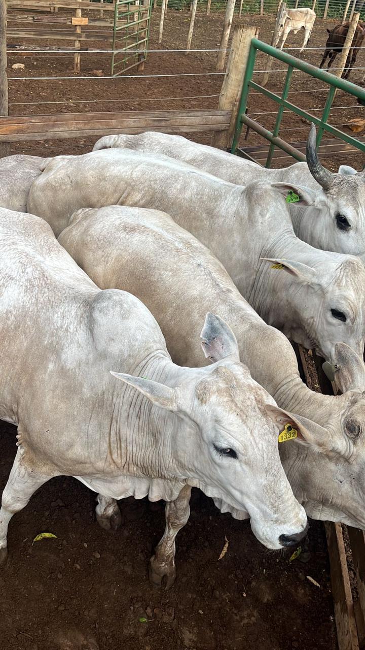 Imagem da galeria distribuidora