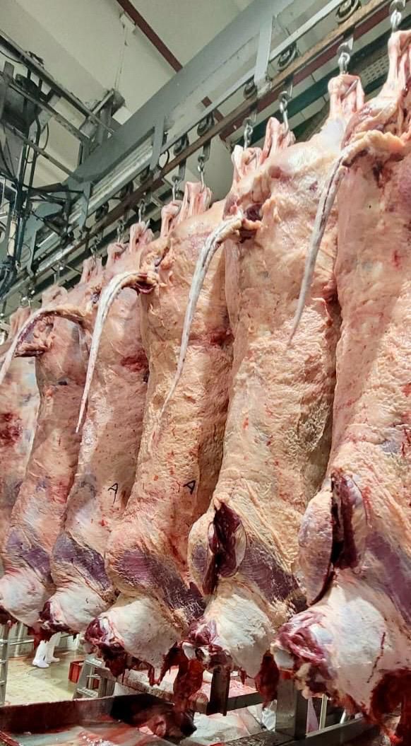 Imagem da galeria distribuidora